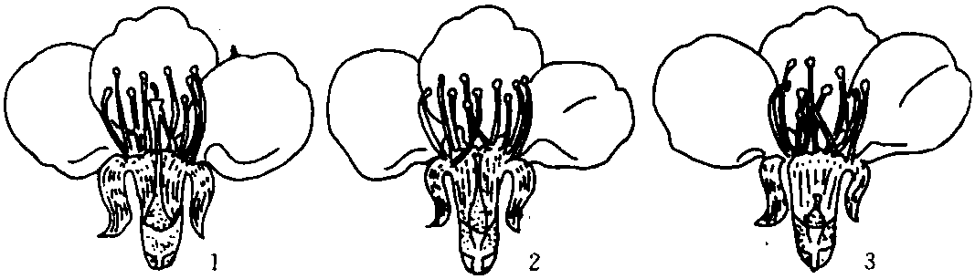 二、芽的種類和花芽分化